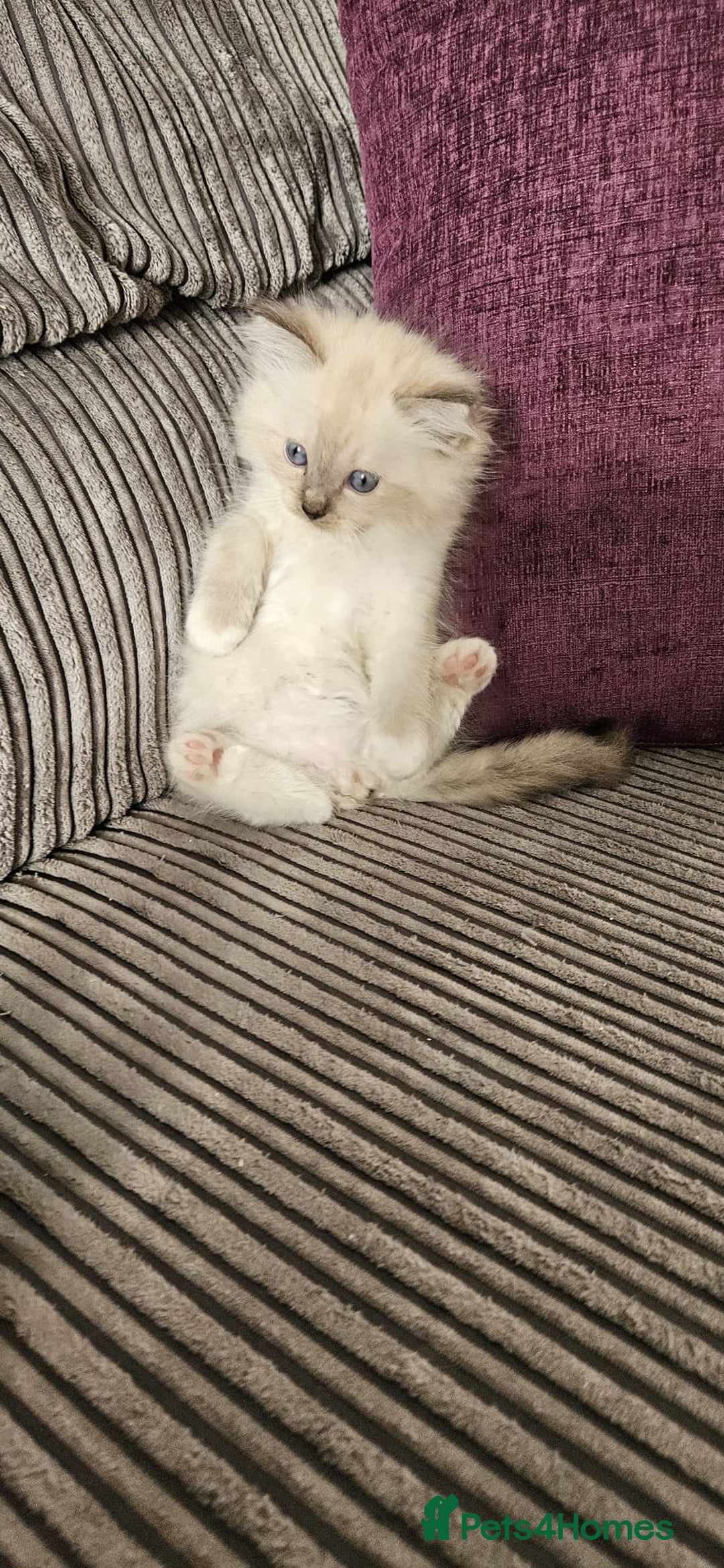 Ragdoll cats for sale: Stunning Ragdoll kittens looking for new homes - Image 14