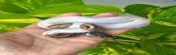 Python Snake reptiles for sale: Pastel / Pinstripe Pied - Advert 2