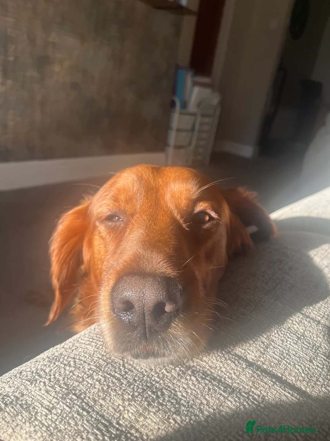 Golden Retriever dogs for sale: Low inbreeding coefficient puppies due soon  - Advert 13