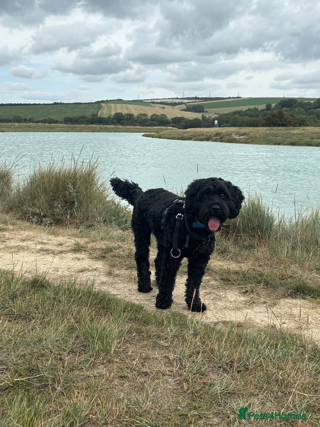 Cockapoo dogs for sale:    Leo - Advert 5