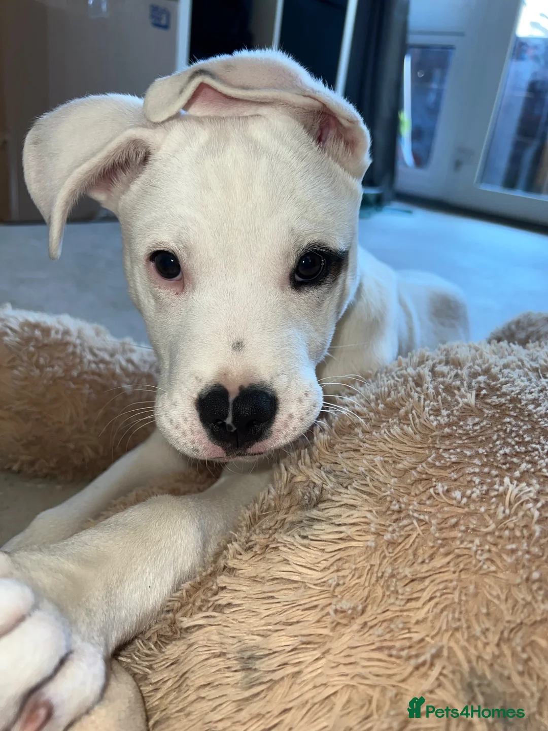 Mixed Breed dogs for sale: 4 month old male puppy - Advert 3