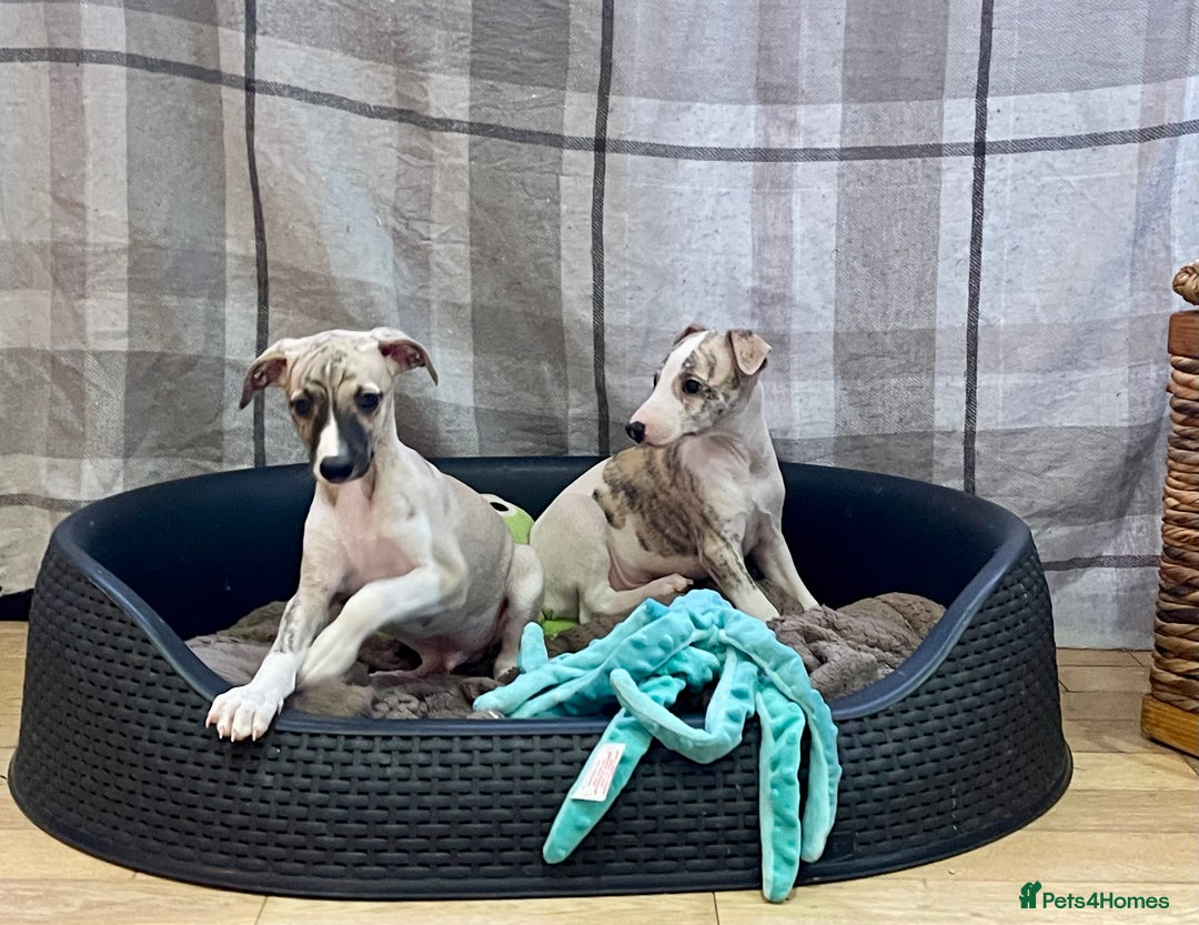 Whippet dogs for sale: AVAILABLE Kc reg healthy, sweet, gentle whippets - Advert 19