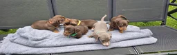 Dachshund dogs for sale: Dacshund Puppies Ready on 27/6!!! - Advert 16