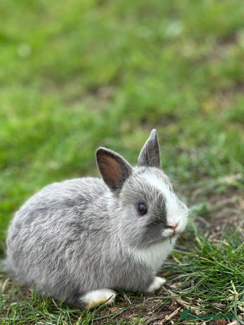 Pet Rabbit Uk Rabbits for sale in London | Pets4Homes