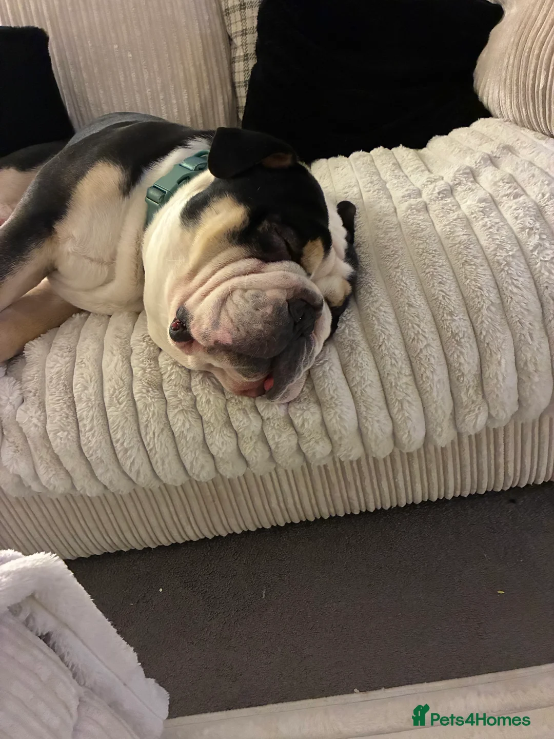 Olde English Bulldogge dogs for sale: Enzo - Olde English Bulldog - Advert 12