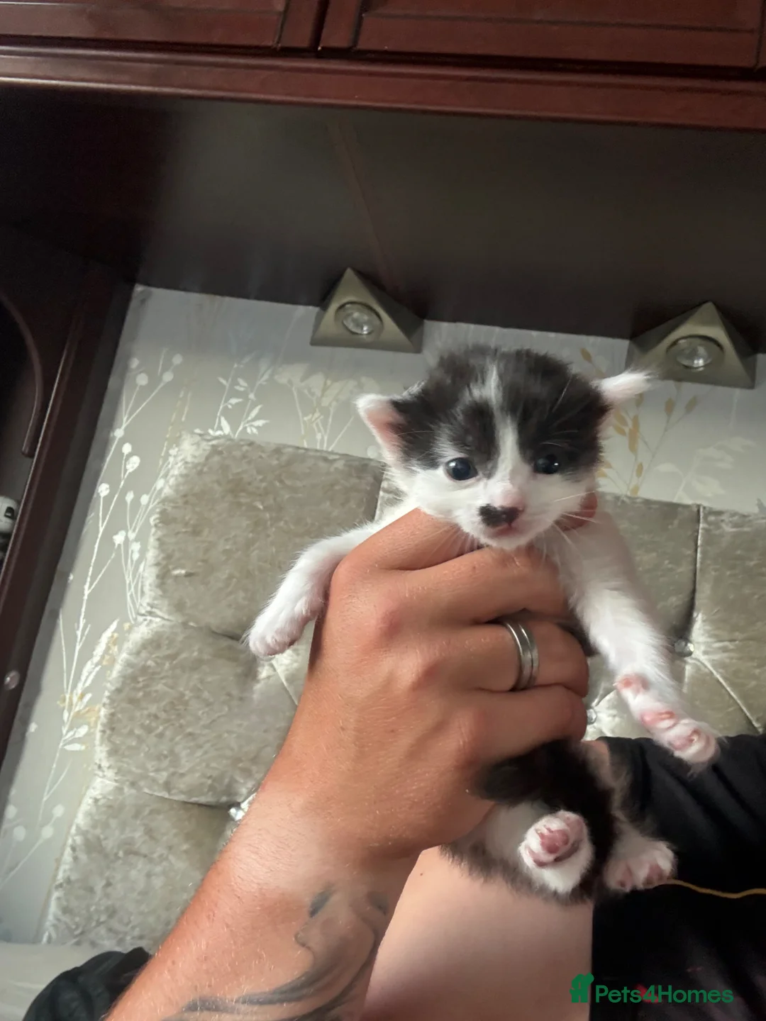 Mixed Breed cats for sale: Gorgeous Russian Blue X Norwegian Forrest kittens - Advert 12