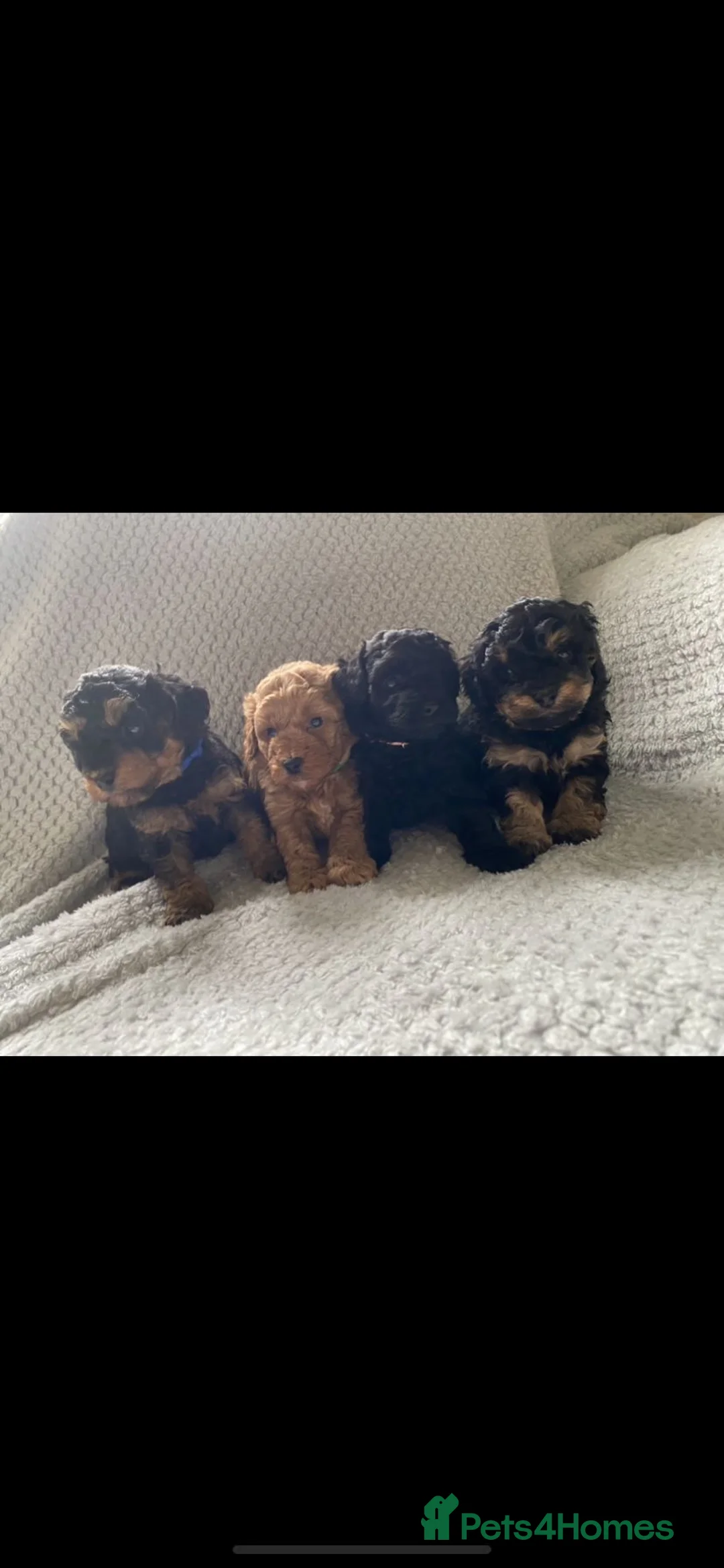 Toy Poodle dogs for stud: *STUD* Gorgeous KC Registered Toy Poodle in Manchester - Advert 25