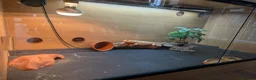 Bearded Dragon reptiles for sale: Bearded Dragon with full set up in Wallasey - Advert 3