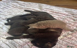 British Shorthair cats for sale: 5 British shorthair kittens  - Image 13