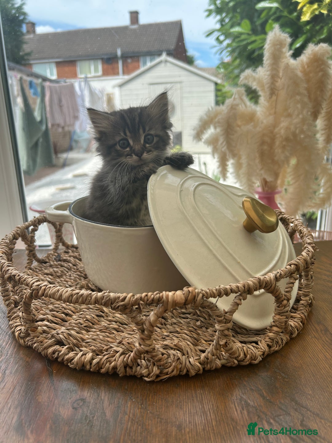 Ragdoll cats for sale: GCCF Ragdoll-Mix Kittens – Rare & Longhaired 🐾 - Image 4