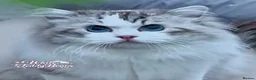 Ragdoll cats for sale: Valentino 🩵 – for breeding/showing or as a pet. - Advert 5