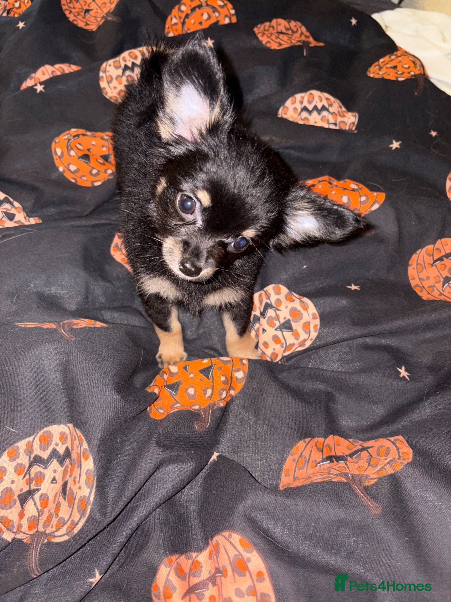 Pomchi dogs Pomchi  - Advert 10