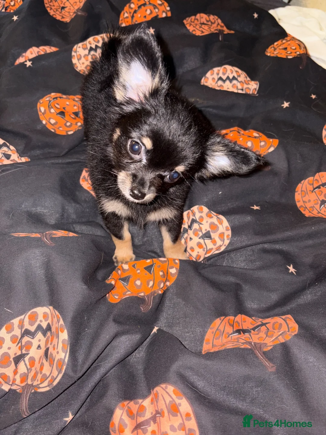 Pomchi dogs for sale: Pomchi  in Telford - Advert 1
