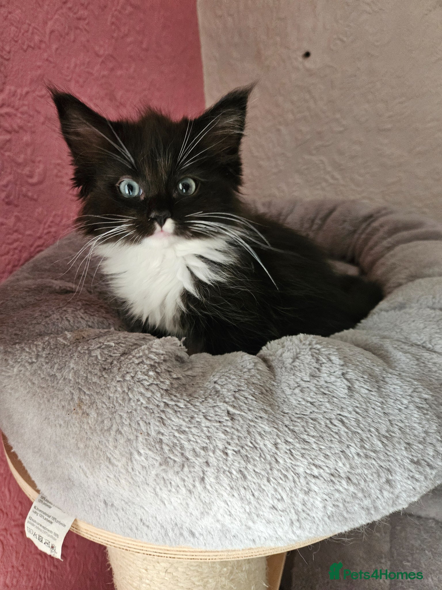 Ragcoon cats Ragcoons * maine coon x ragdoll * - Advert 16