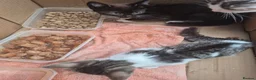 Mixed Breed cats for sale: Beautifully Mixed Siberians.  - Advert 6