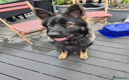 German Shepherd dogs for sale: German Shepherd Puppies  - Image 3