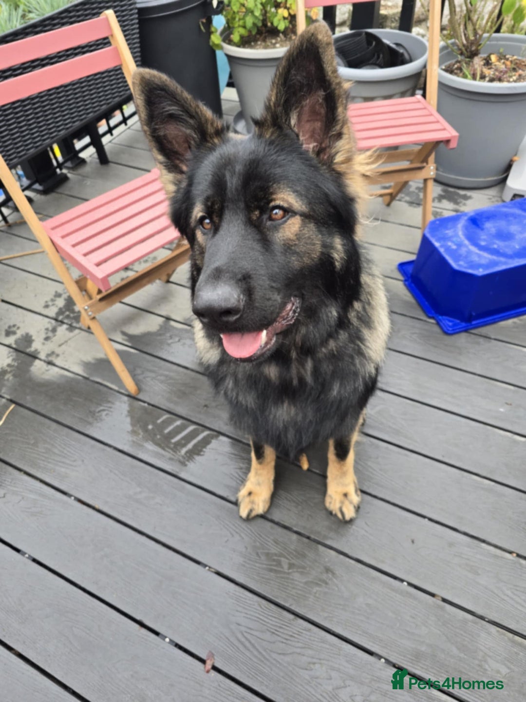 German Shepherd dogs for sale: German Shepherd Puppies  - Image 3