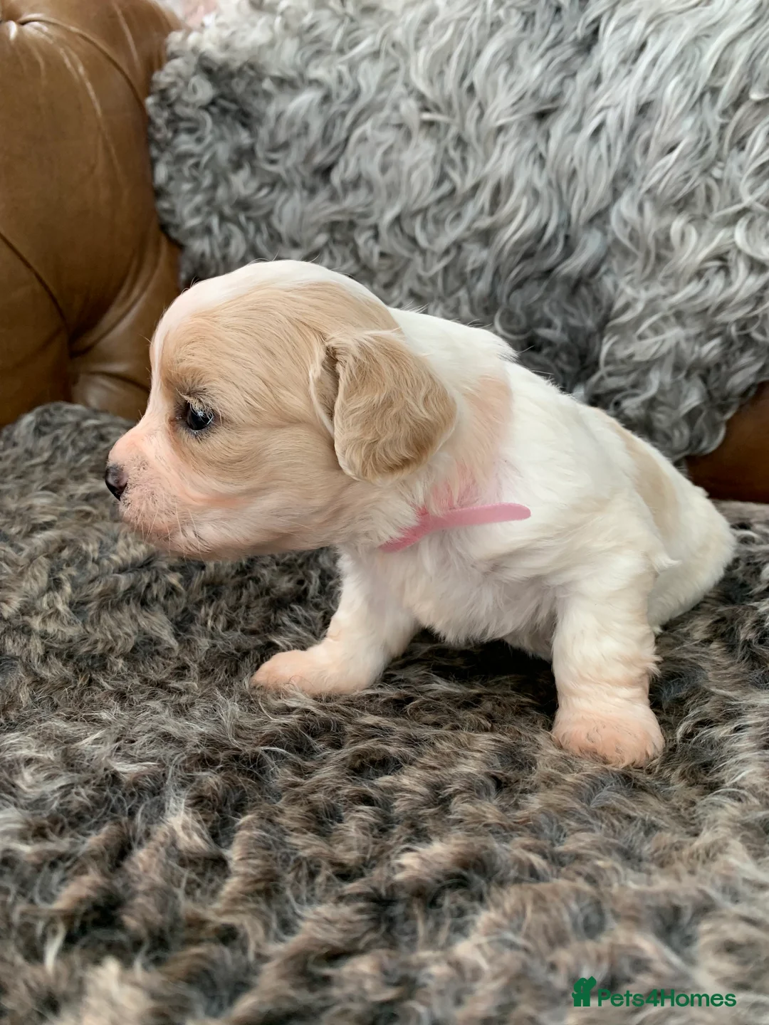 Cavachon dogs for sale: Beautiful F1 Cavachon Puppies - Advert 12