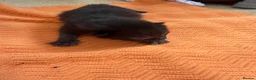 Mixed Breed cats for sale: Three black kittens for sale, possibly half BSH in Welshpool - Advert 2