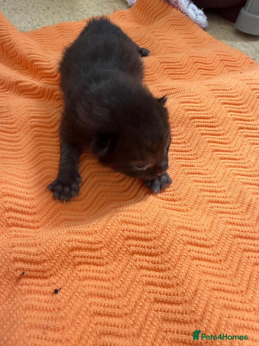 Mixed Breed cats for sale: Three black kittens for sale, possibly half BSH in Welshpool - Advert 2