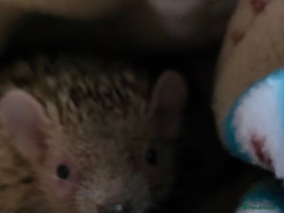 Pygmy Hedgehog rodents lesser tenerc - Advert 1