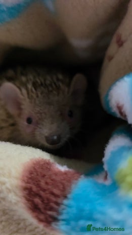 Pygmy Hedgehog rodents lesser tenerc - Advert 1