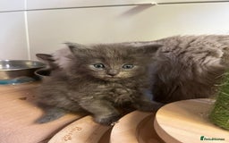 Ragdoll cats for sale: Ragdoll British shorthair kittens - Image 5