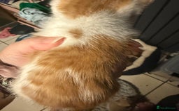 British Shorthair cats for sale: 2 girls +1 boy kitten ready to leave straight away - Image 4