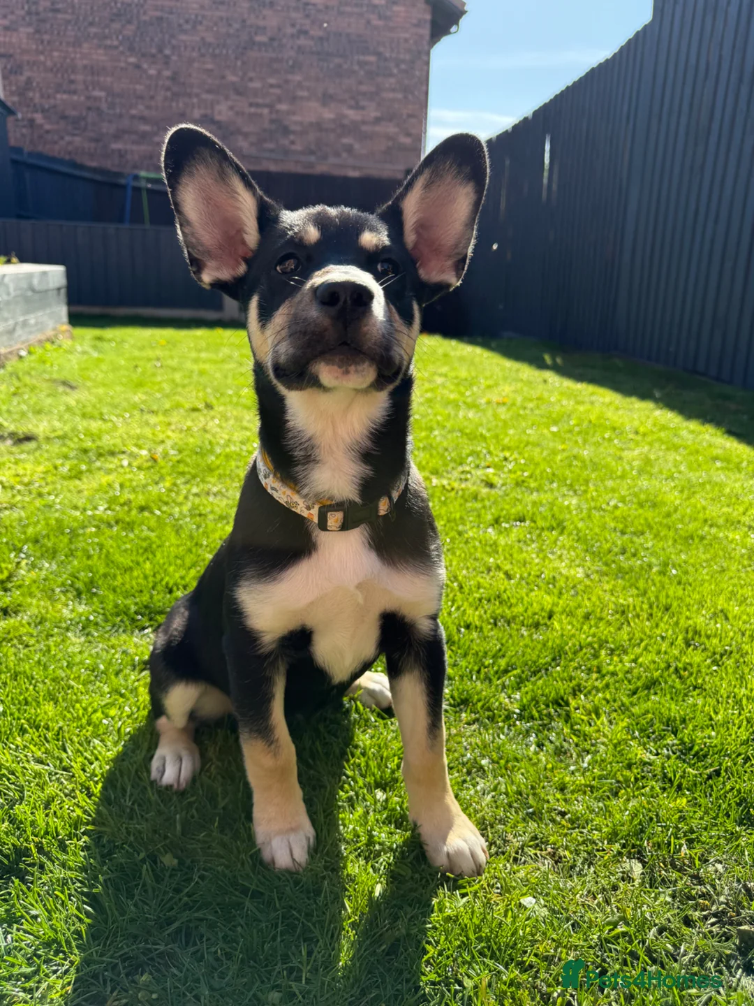 Mixed Breed dogs for sale: Husky x French bulldog - Advert 2