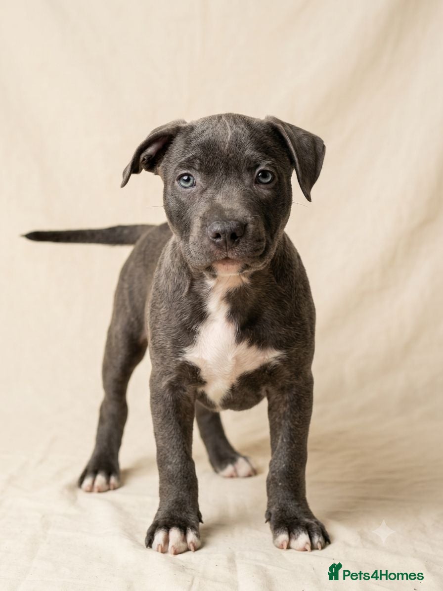 Staffordshire Bull Terrier dogs Not KC Reg Blue Staffordshire Bull Terrier Puppies - Advert 2