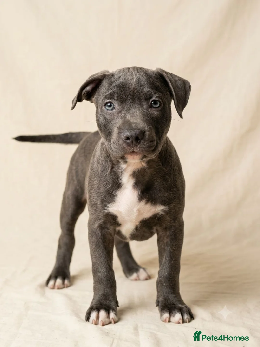Staffordshire Bull Terrier dogs for sale: Not KC Reg Blue Staffordshire bull terrier boy - Advert 1