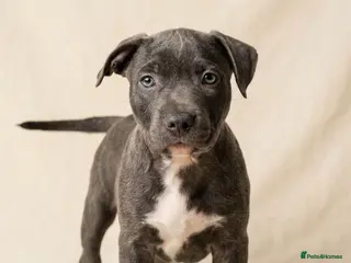 Staffordshire Bull Terrier dogs Not KC Reg Blue Staffordshire Bull Terrier Puppies - Advert 2