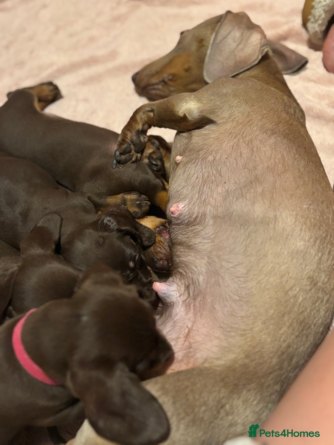 Miniature Dachshund dogs for sale: Chocolate & Tan smooth haired miniature dachshund  - Advert 1