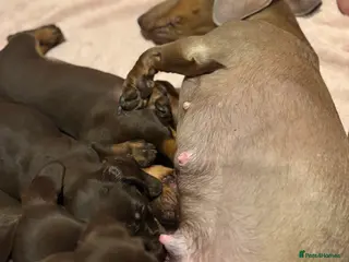 Miniature Dachshund dogs Chocolate & Tan smooth haired miniature dachshund - Advert 6