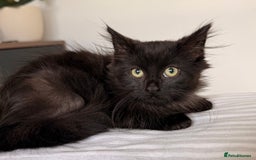 Russian Blue cats for sale: Crossed Russian Blue Kitten - Advert 7