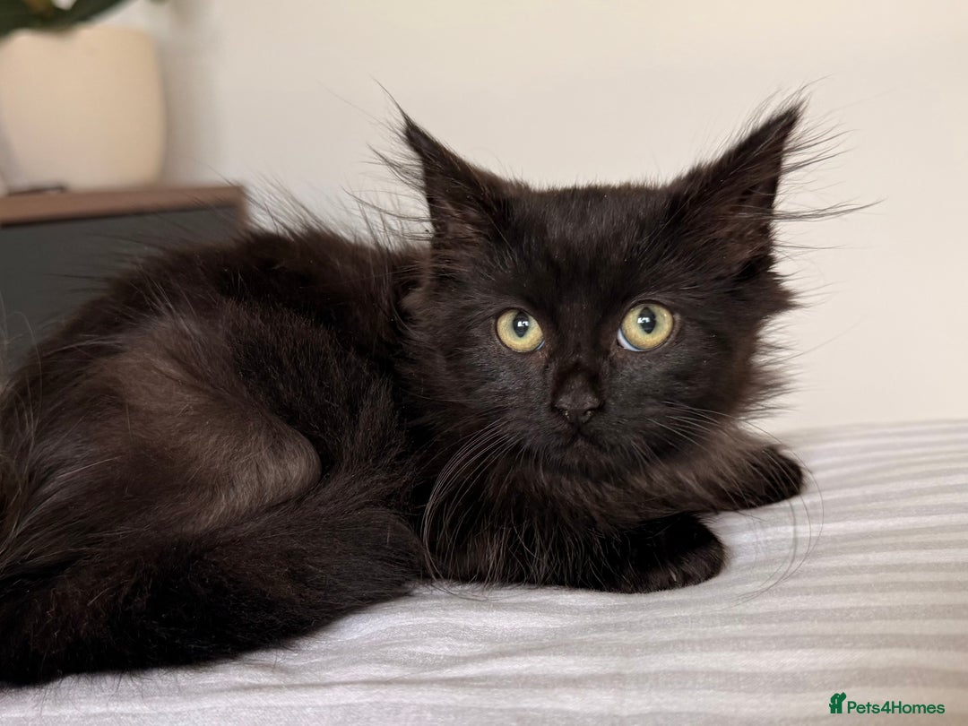 Russian Blue cats for sale: Crossed Russian Blue Kitten - Advert 7