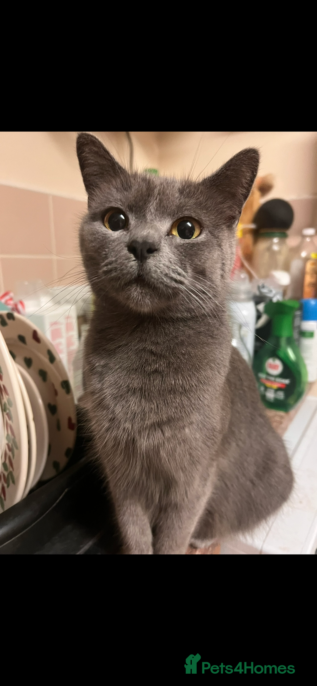 Mixed Breed cats for sale: Beautiful British shorthair cross kittens - Advert 2