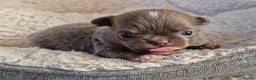 Chihuahua dogs for sale: KC chihuahua puppies  - Advert 5