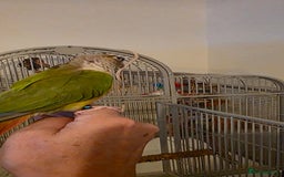 Conures birds for sale: Green cheek conure and a jenday conure for sale  - Image 4