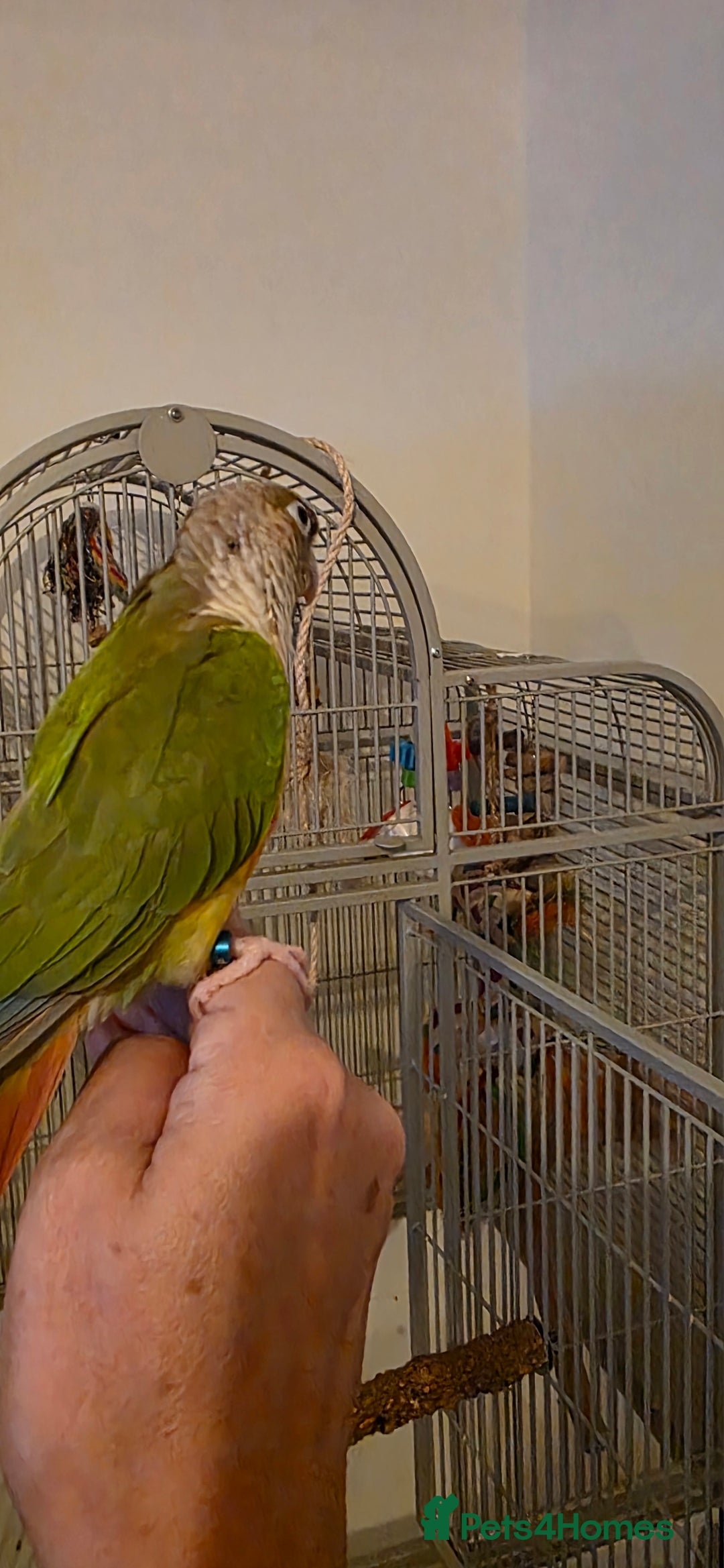 Conures birds for sale: Green cheek conure and a jenday conure for sale  - Image 4