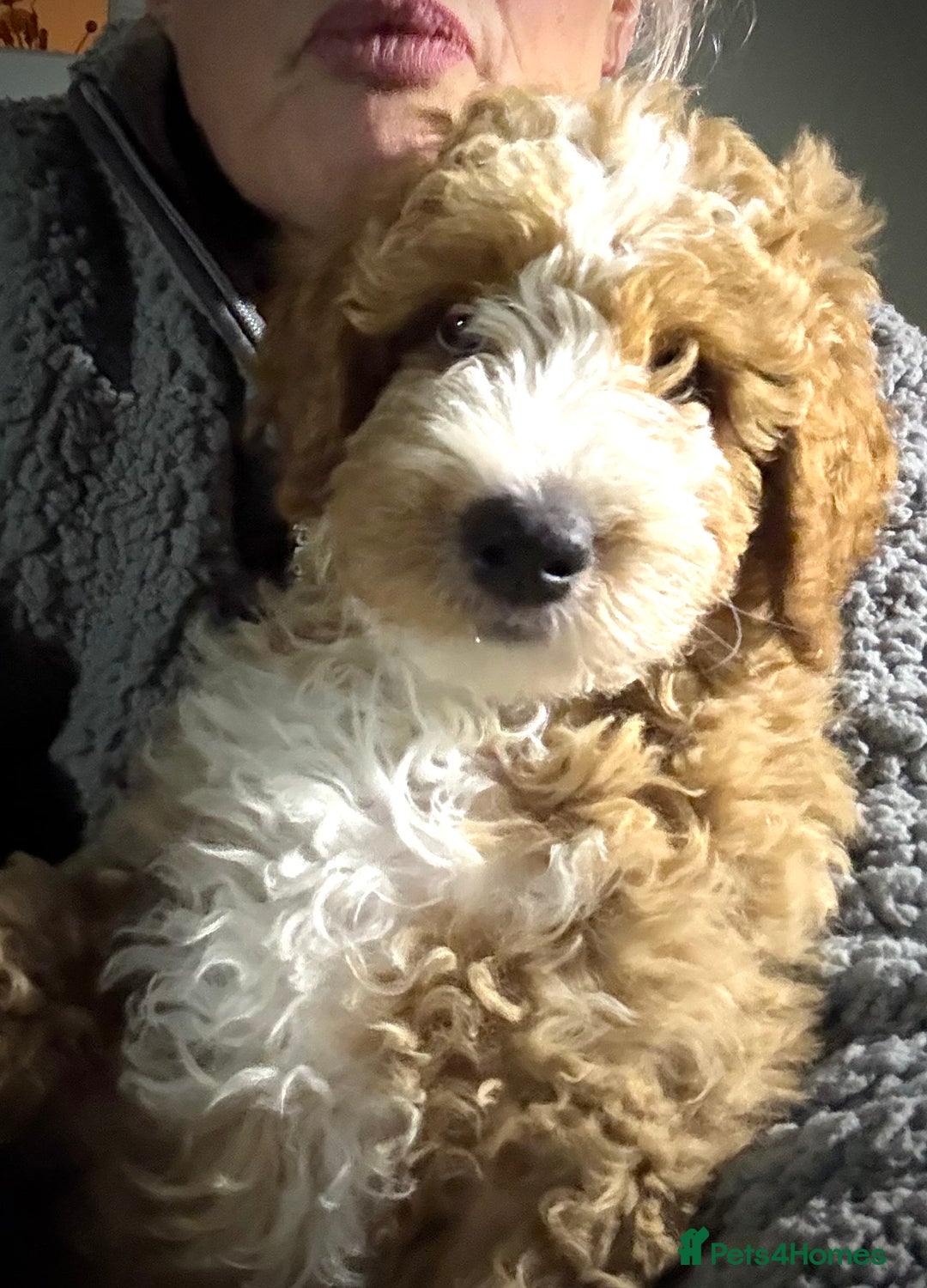 Mixed Breed dogs for sale: ❤️Teddy- Australian Golden Double Doodle ❤️ - Advert 8