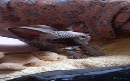 Sphynx cats for sale: 5 Adorable Sphynx Kittens for sale! - Image 34