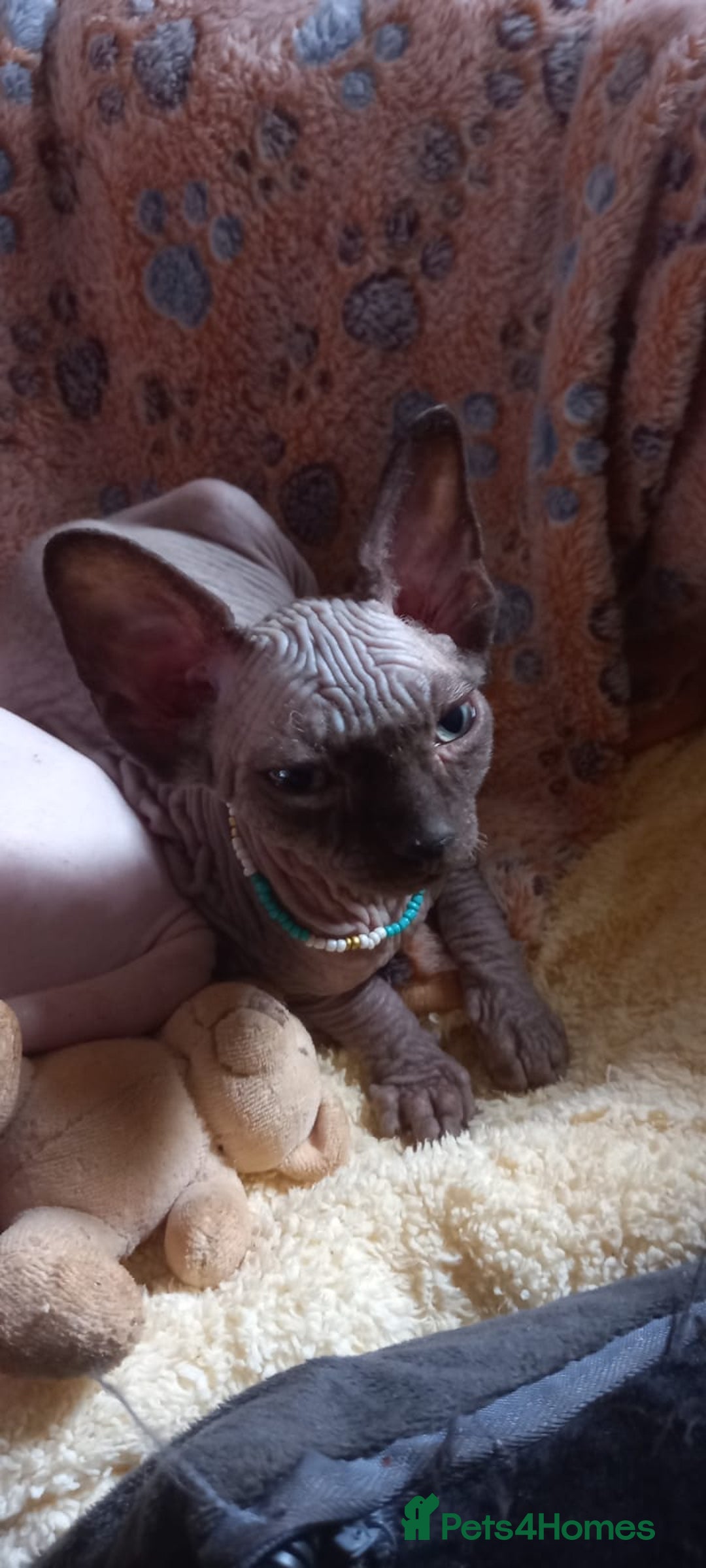 Sphynx cats for sale: 5 Adorable Sphynx Kittens for sale! - Image 34