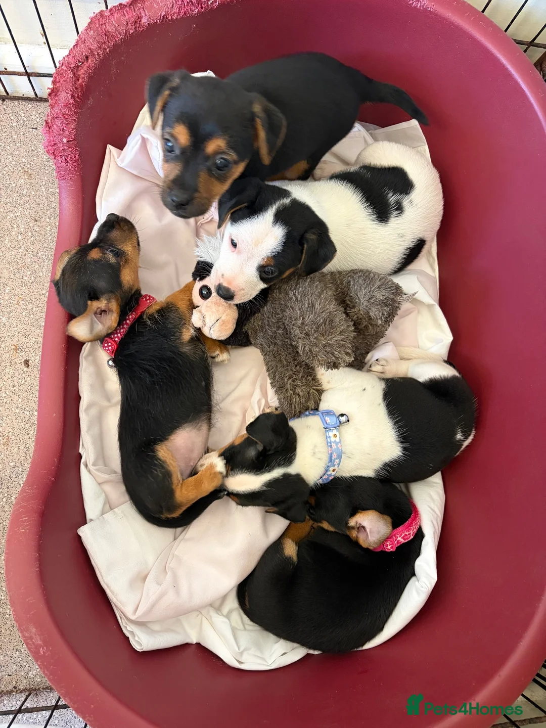 Jack Russell dogs for sale: Jack Russell puppies  - Advert 1