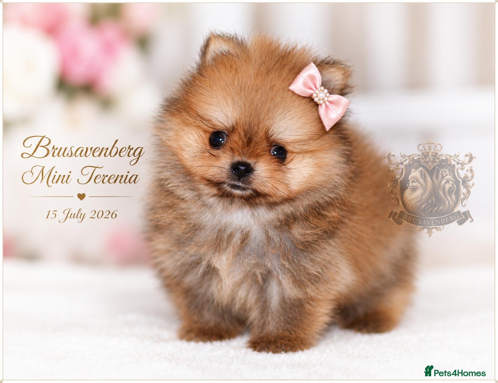 Pomeranian dogs SUPER TINY MINI POMERANIANS RKC - Advert 14
