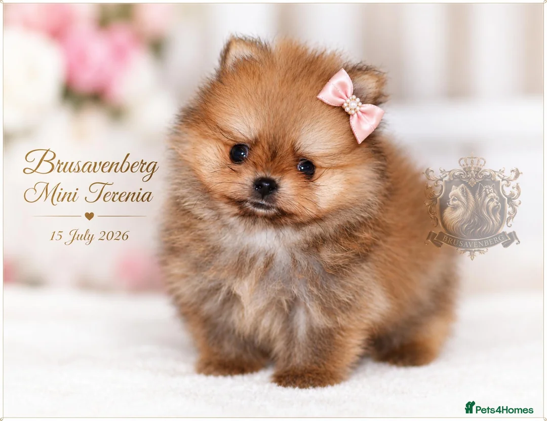 Pomeranian dogs for sale: SUPER TINY MINI POMERANIANS RKC - Advert 1