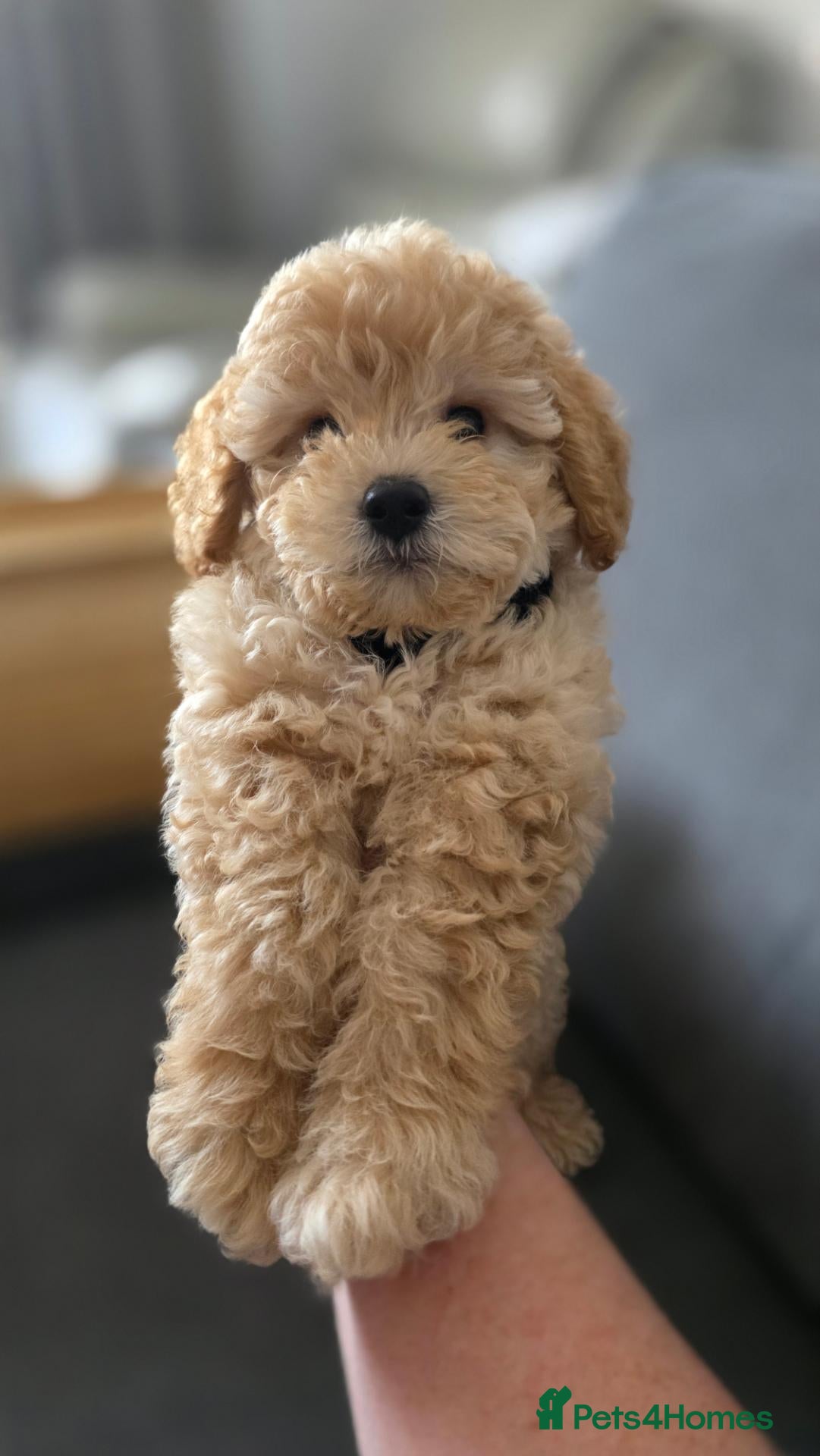 Maltipoo dogs for sale: Gorgeous maltipoo puppies 1 boy left - Advert 1