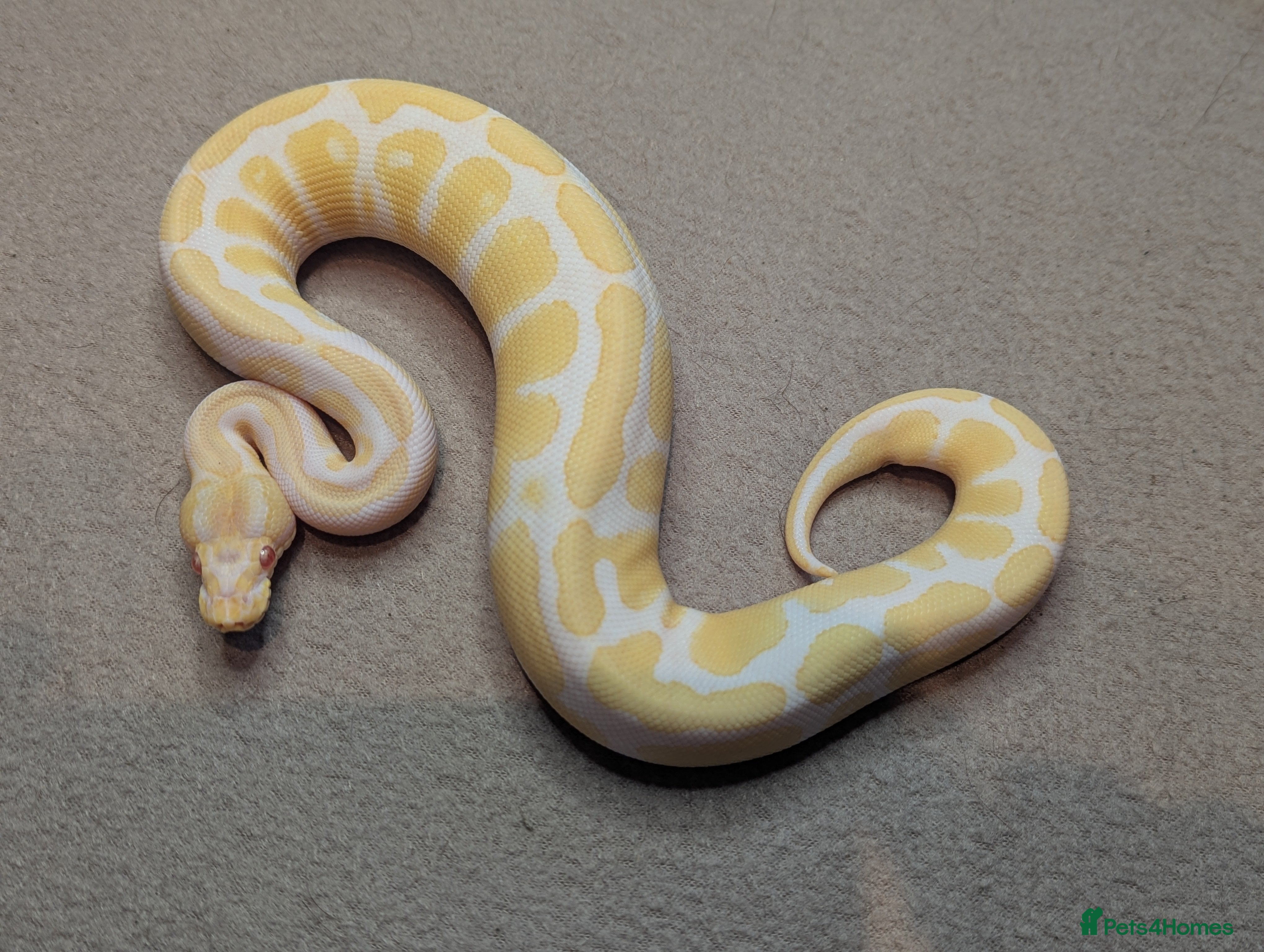 Python Snake reptiles 2025 Royal Python Hatchlings  - Advert 2