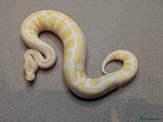 Python Snake reptiles 2025 Royal Python Hatchlings - Advert 3