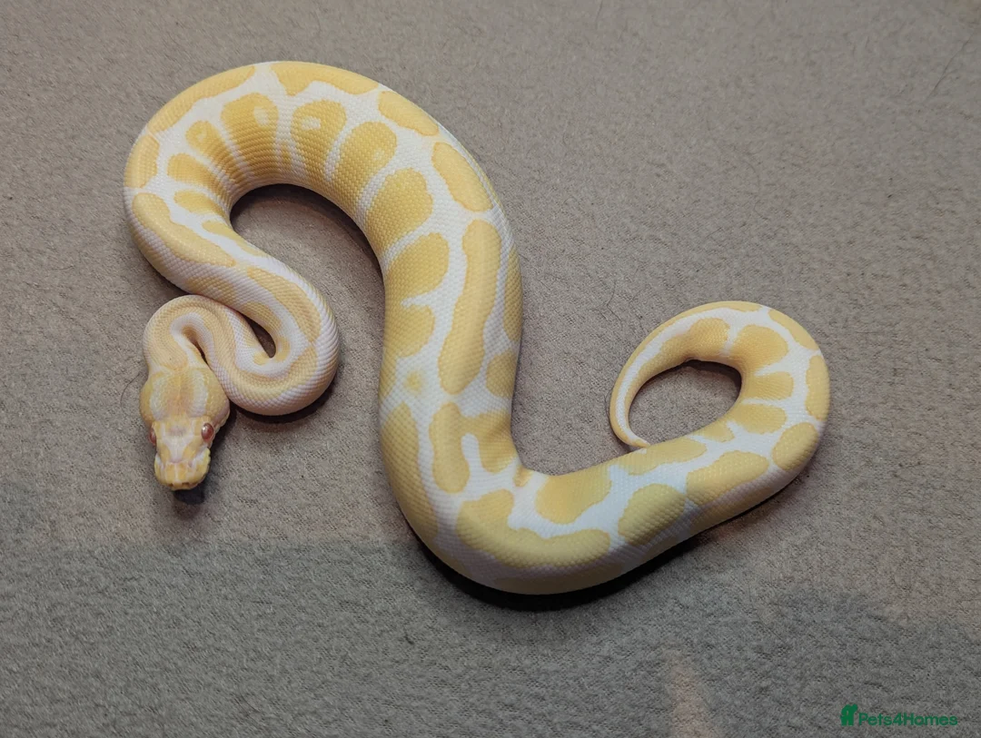 Python Snake reptiles for sale: 2025 Royal Python Hatchlings  - Advert 1